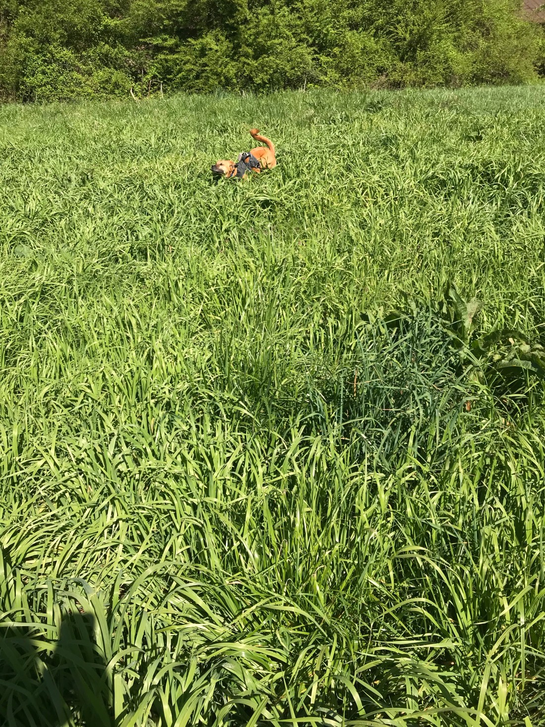 GYP5ywNQTjaQ+pq5d4uF6Q